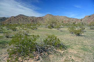 Sonoran Desert National Monument, January 28, 2014